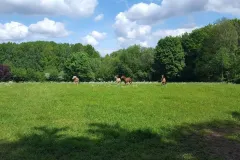 galoppierende-pferde-des-biohof-schatz galoppierende-pferde-des-biohof-schatz
