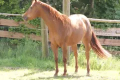 hollys-kayde-beim-hofladen hollys-kayde-beim-hofladen