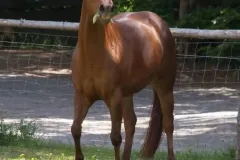 hollys-kayde-frisst hollys-kayde-frisst
