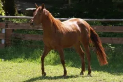 hollys-kayde-spaziergang hollys-kayde-spaziergang