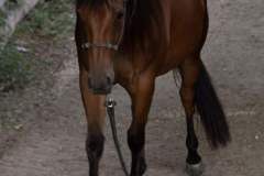 Lea Pine Treasure angeleint