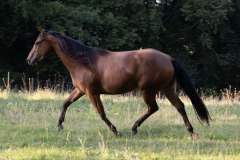 Lea Pine Treasure auf der Weide