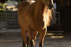 Pferd beim Training auf dem Biohof, Natur und Tierhaltung, ländliches Leben.