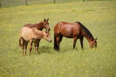 Pferdezucht bei Schatz Quarter Horses