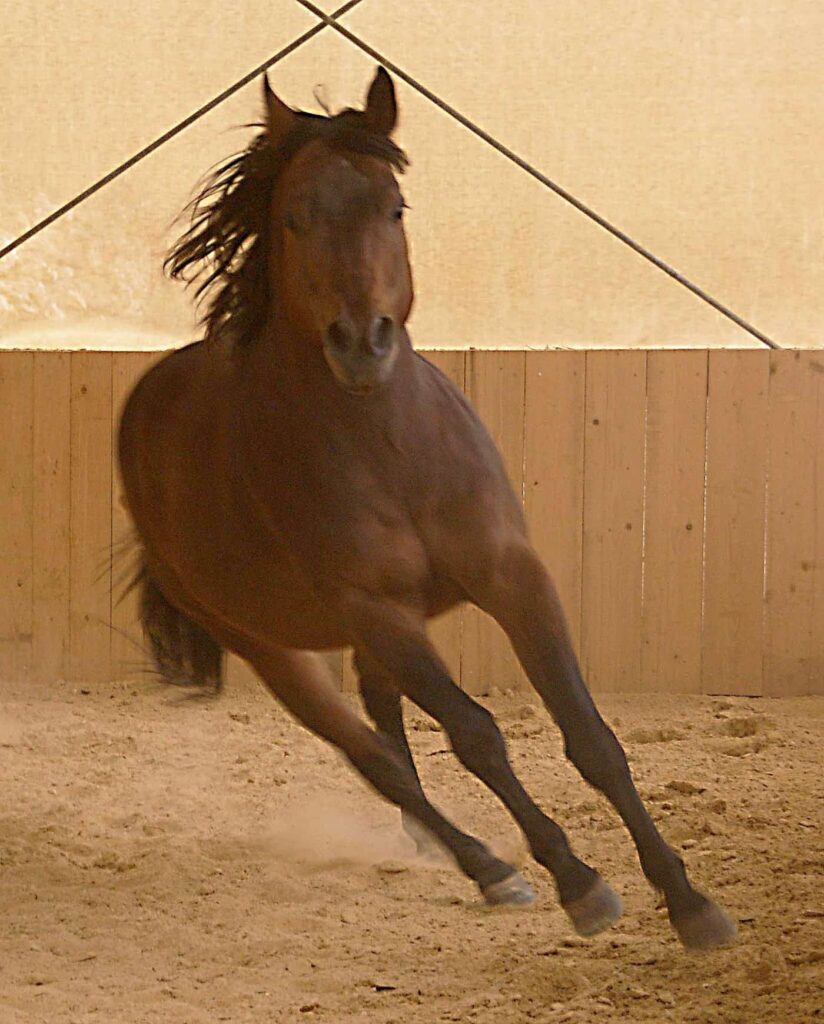 Bill Contrail in der Reithalle im Galopp