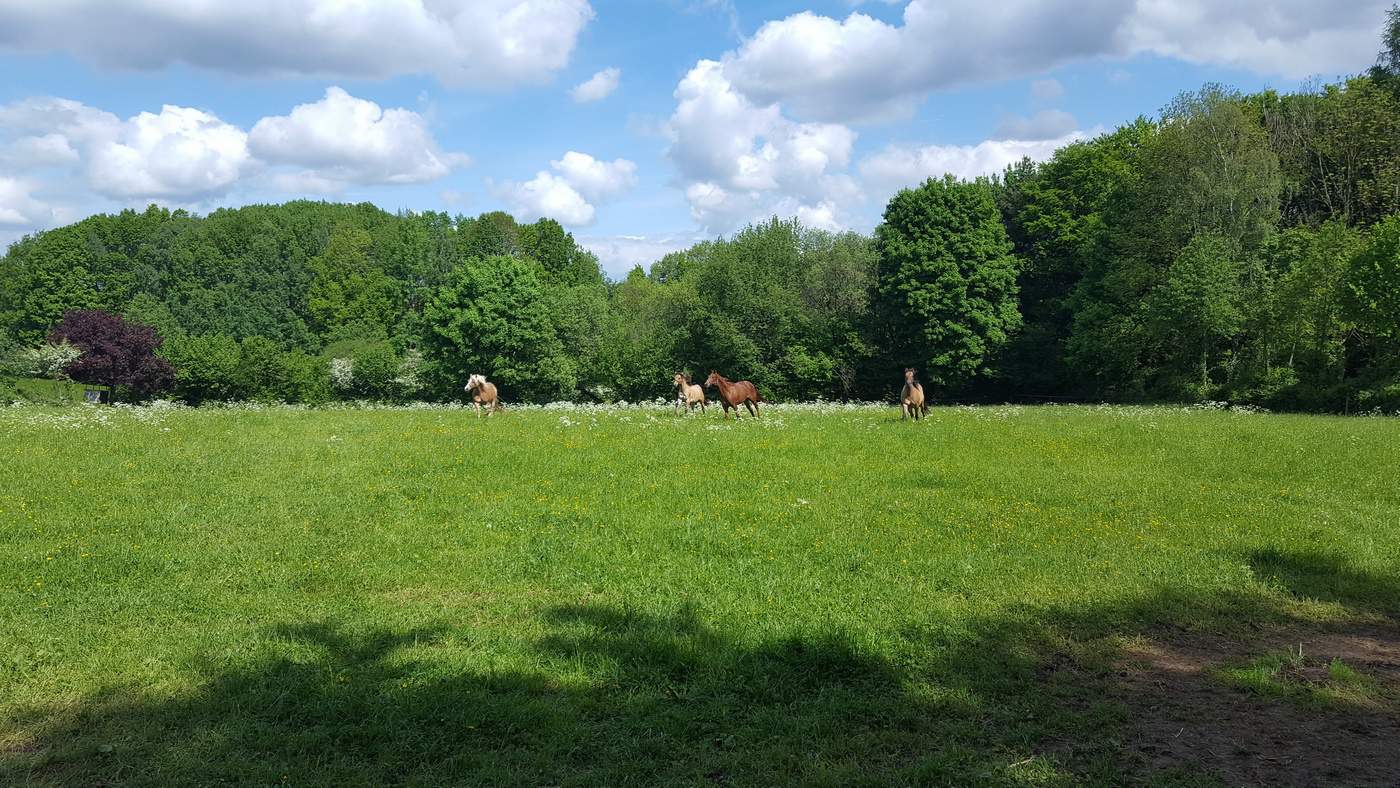 Galoppierende Pferde auf der Weide des Biohof Schatz