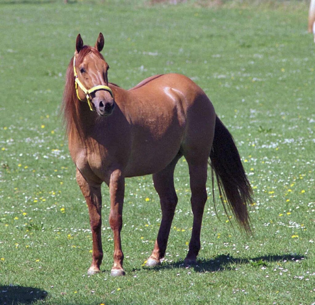 Hollys Iron Rose auf der Weide