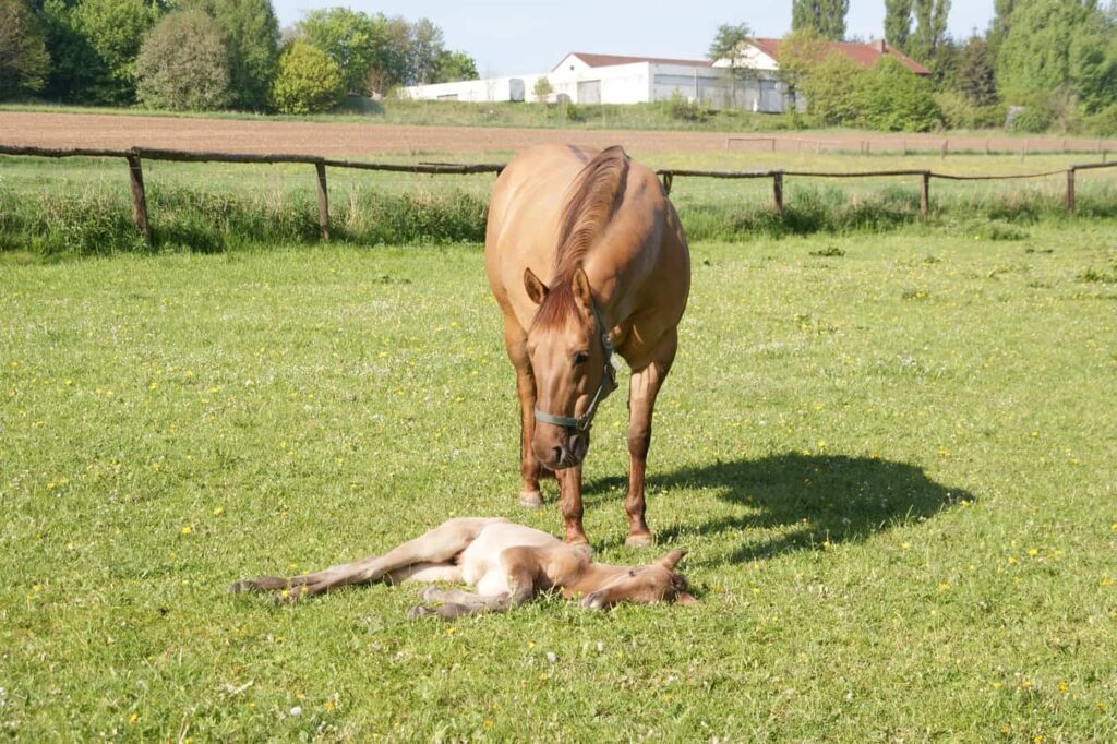 Hollys Iron Rose mit Fohlen James auf der Weide