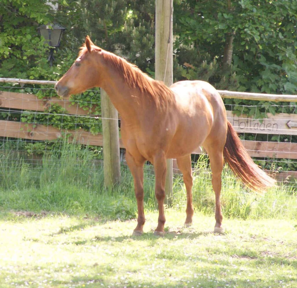Hollys Kayde auf dem Reitplatz