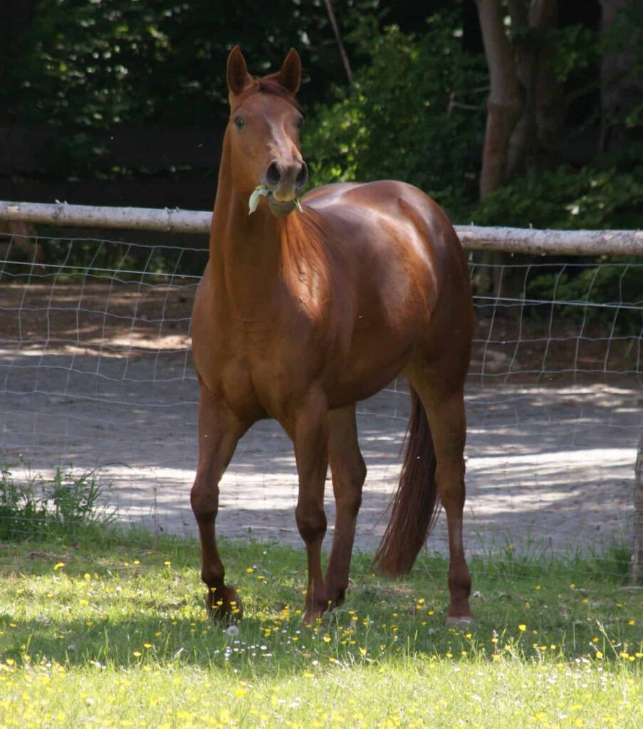 Hollys Kayde beim Fressen auf der Koppel