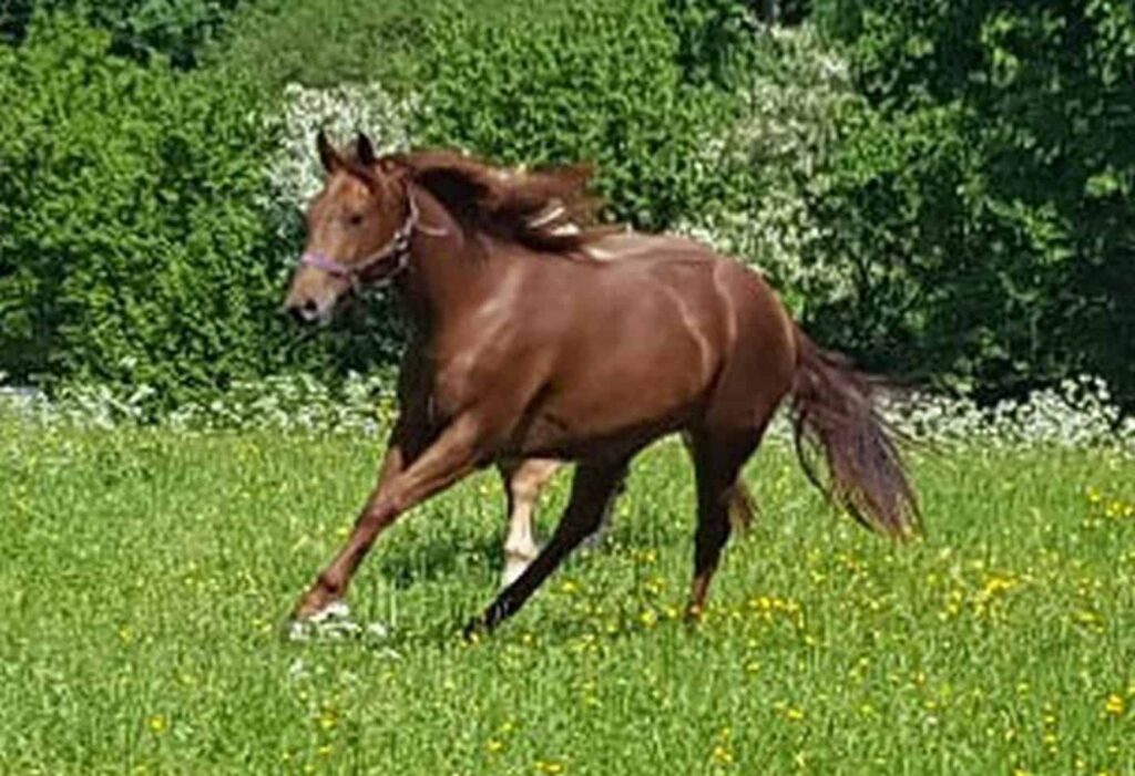Hollys Kayde im Gallopp auf grüner Wiese