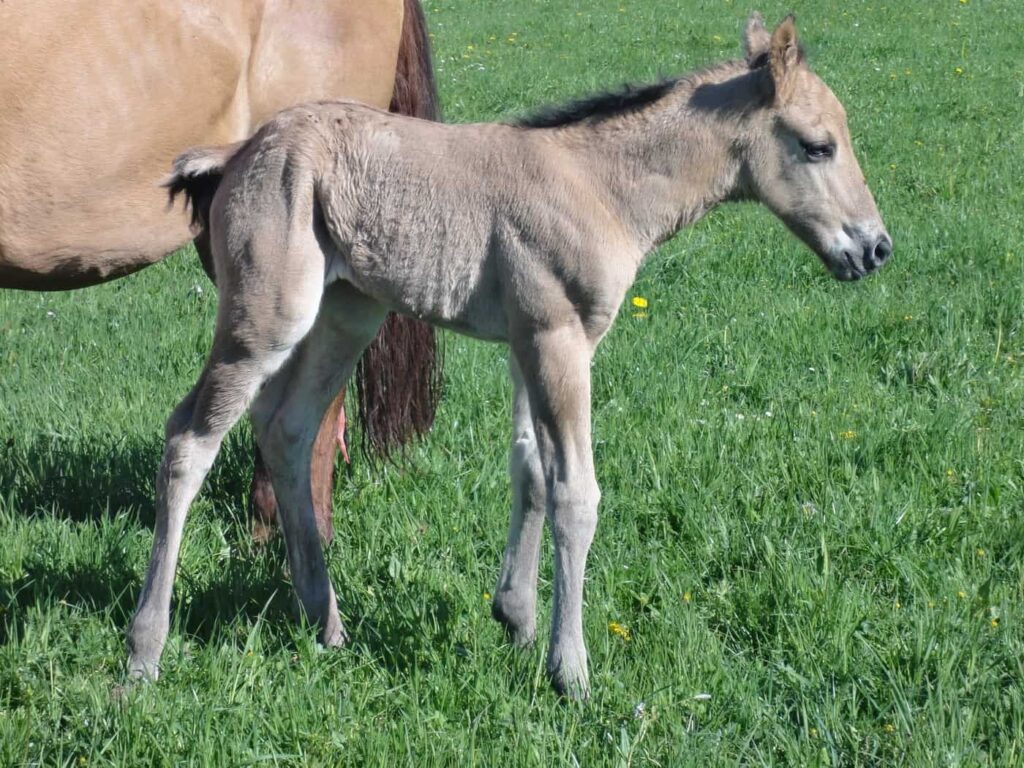 Hollys Leo Contrail als noch graues Fohlen auf der Weide