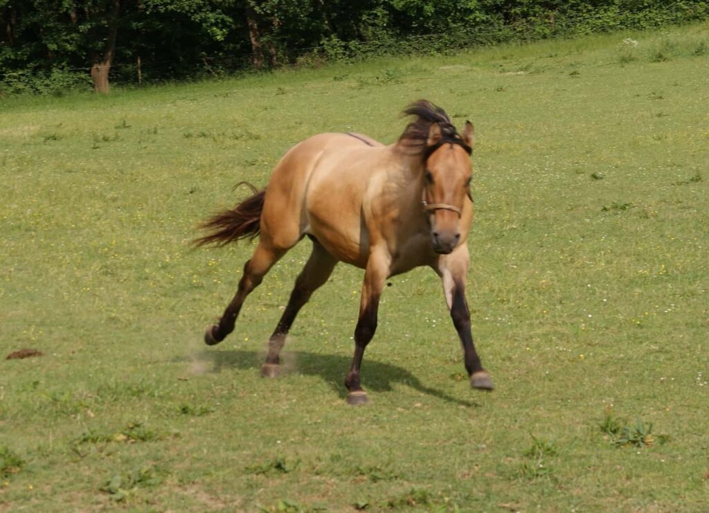 Hollys Leo Contrail beim Gallopp über die Weide.