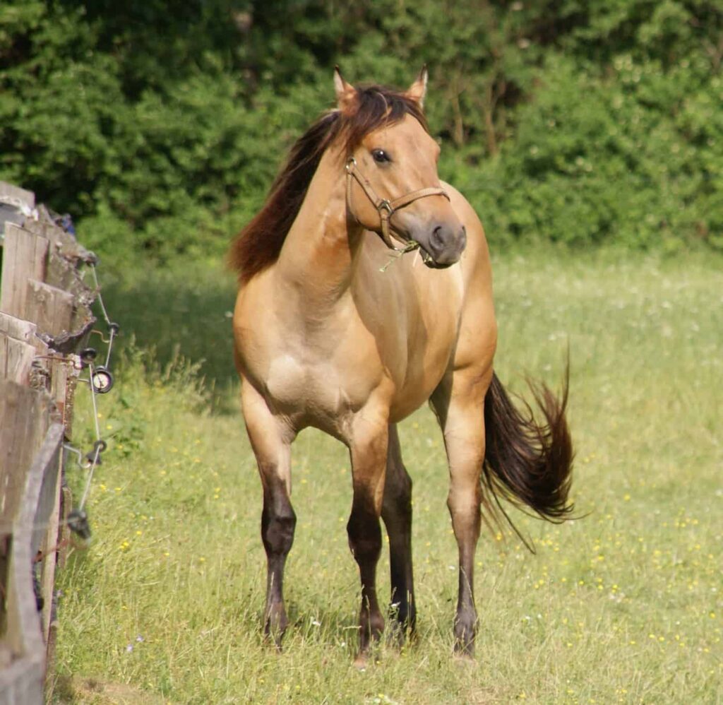 Hollys Leo Contrail frisst Gras von der saftigen Weide