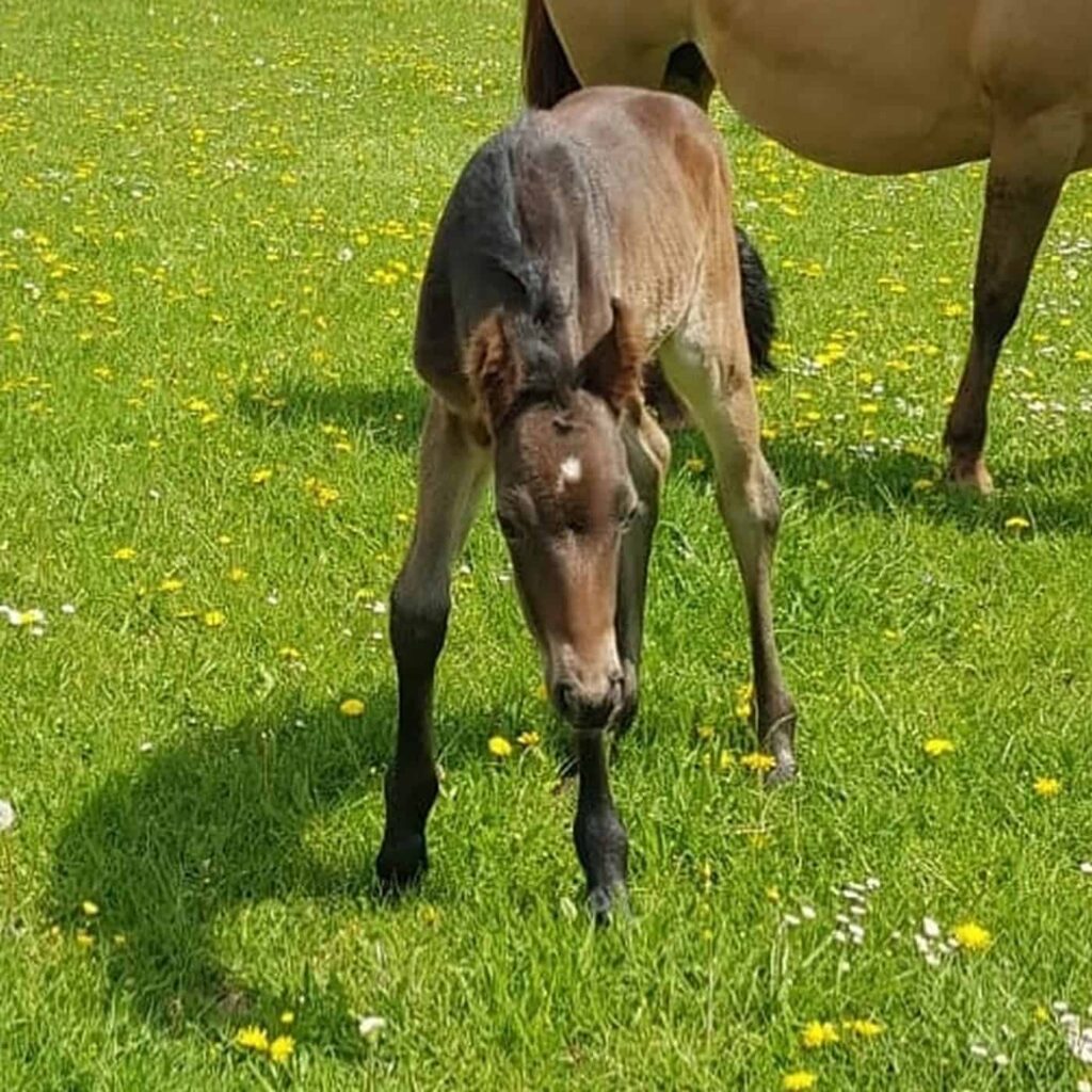 jJoy Treasure auf einer saftigen und grünen Wiese