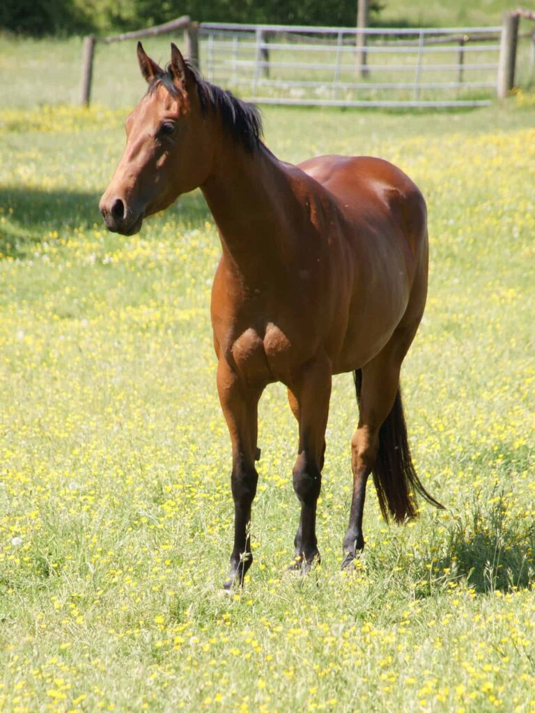 Lynn Treasure steht stolz auf der Weide