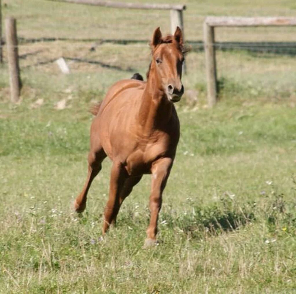 Pete Treasure im Galopp auf der Weide