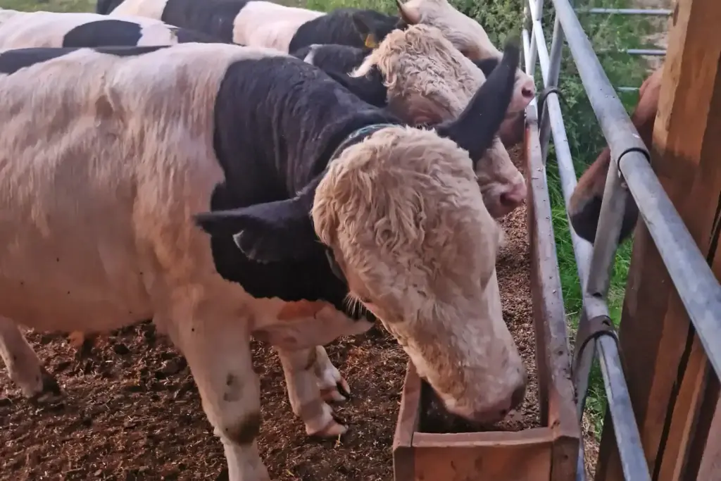 Drei Kühe und ein Pferd am Futtertrog