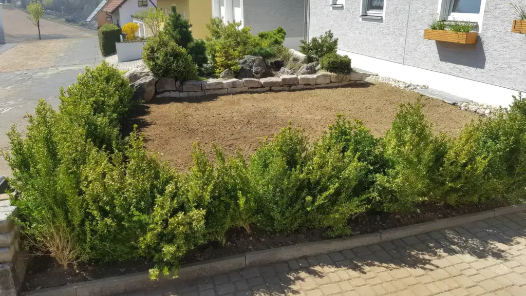 Eine flache Hecke, die im Zuge einer Gartenumgestaltung entstanden ist.