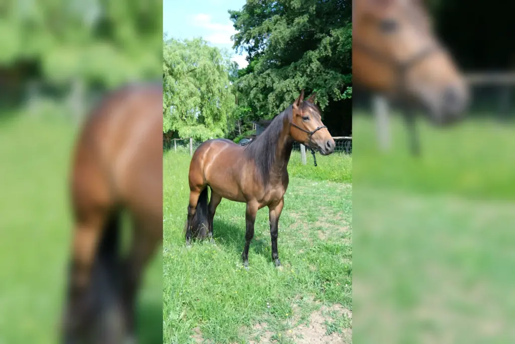 Joy Treasure steht auf einer Wiese mit aufmerksamem Blick und wehendem Schweif