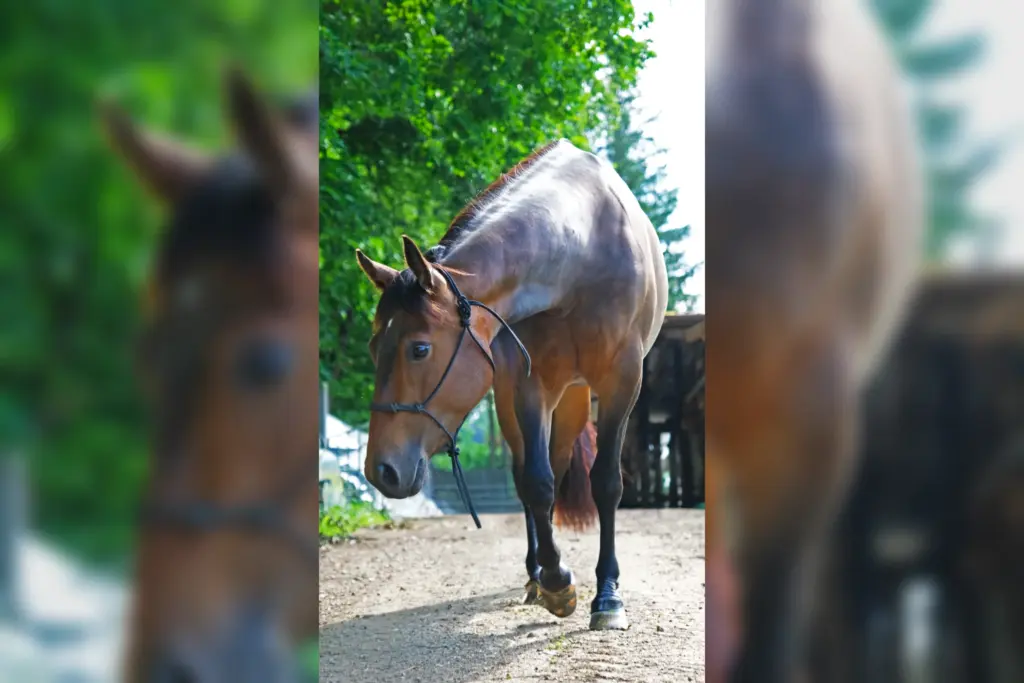 Joy Treasure beugt den Kopf nach unten und steht im Sonnenlicht