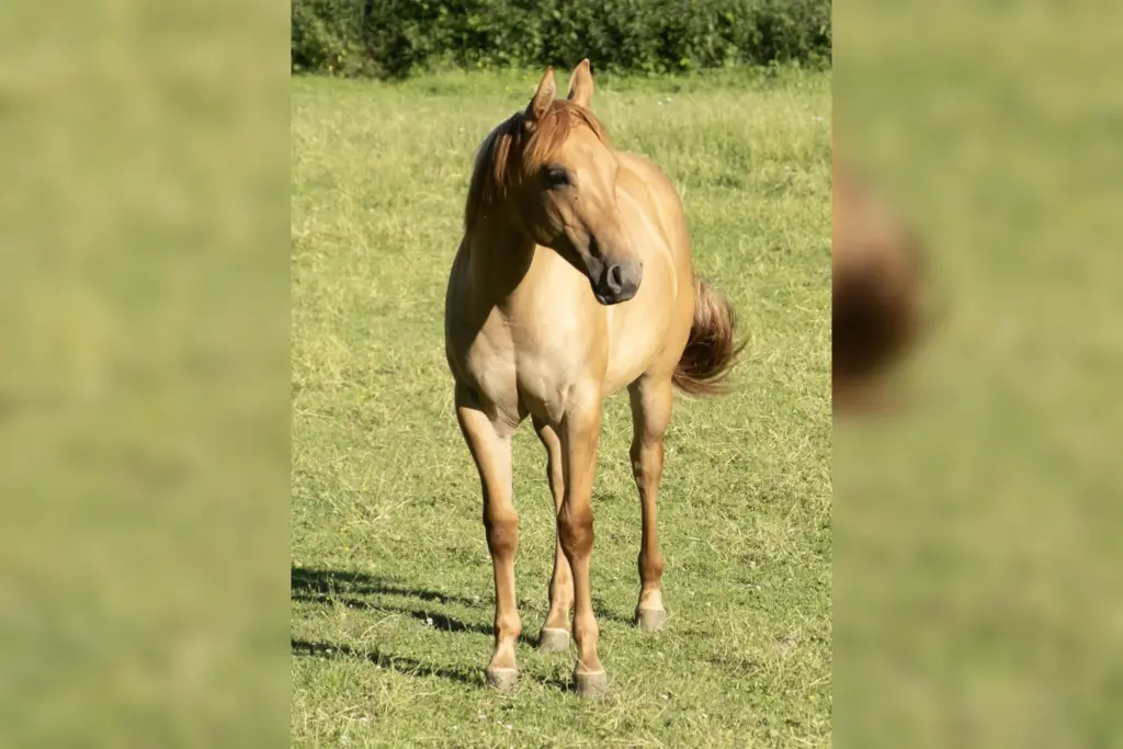 Sheila Pine Treasure steht frontal auf einer Wiese und blickt zur Seite