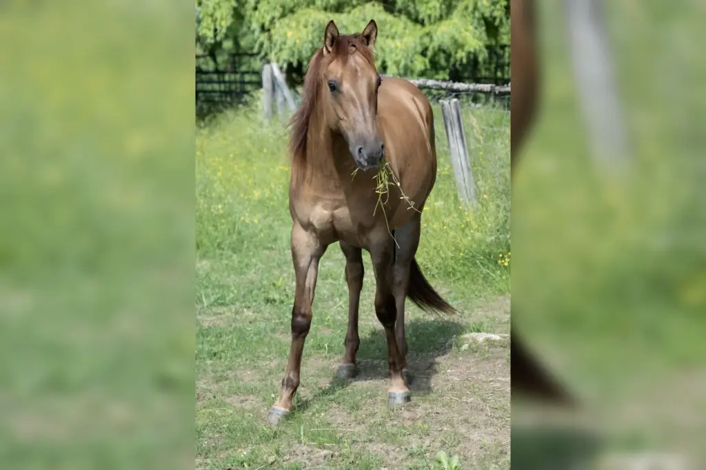 Trisha Pine Treasure steht auf einer Wiese und frisst Gras