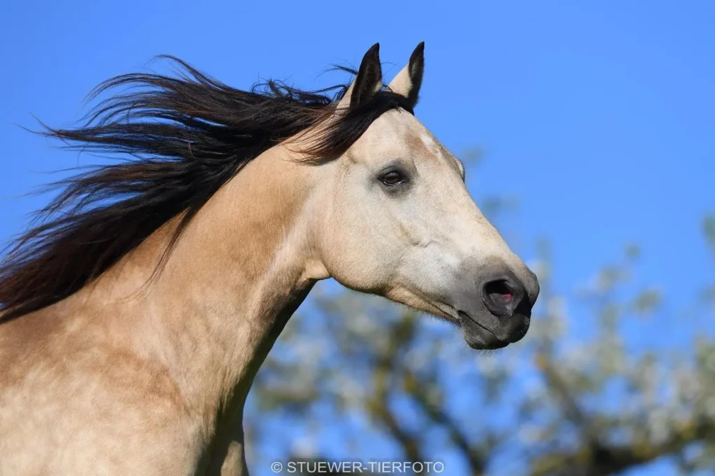 Portrait der Zuchtstute Lady Walla Whiz von der Seite vor blauem Himmel