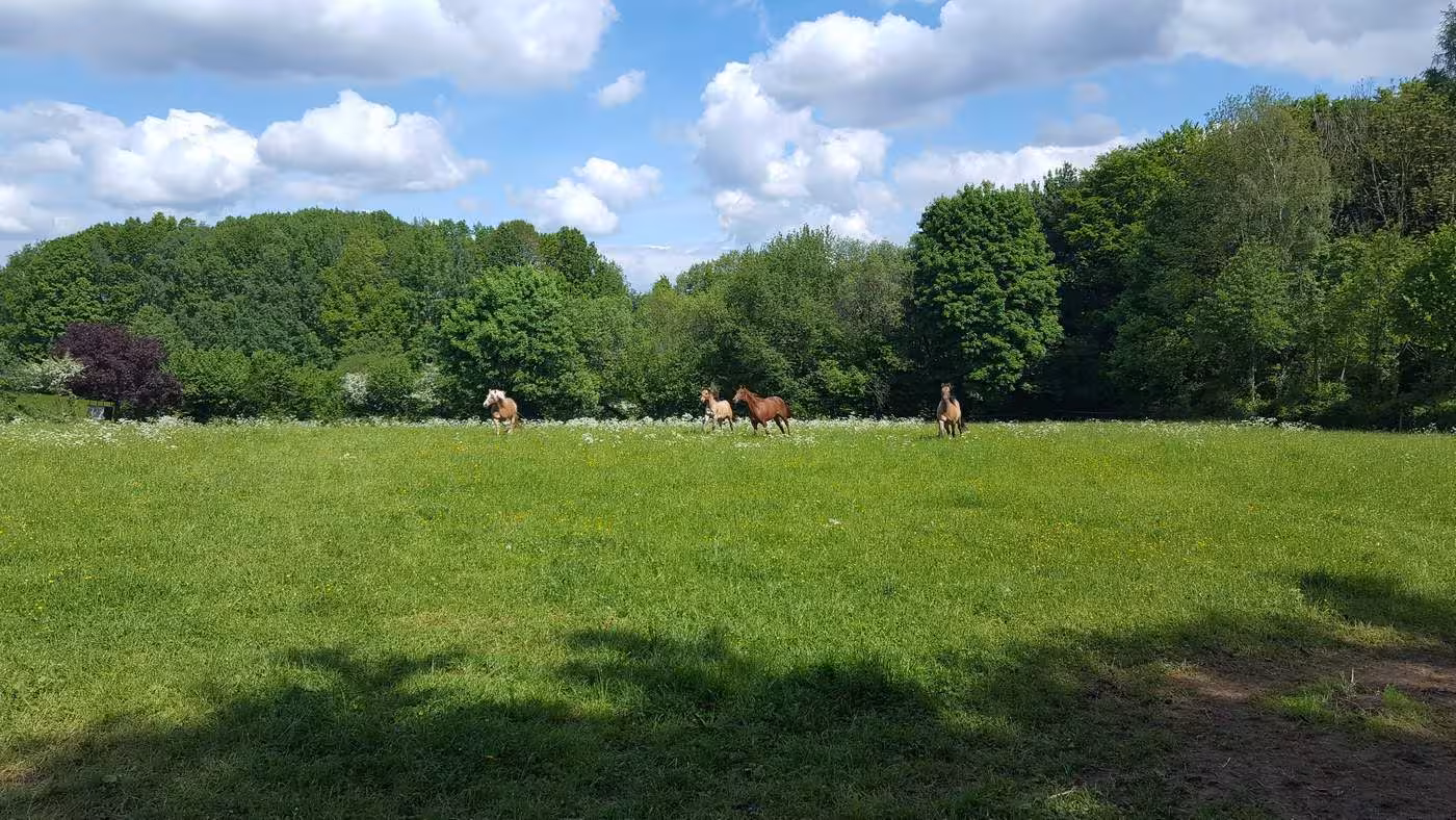 Galoppierende Pferde auf der Weide des Biohof Schatz